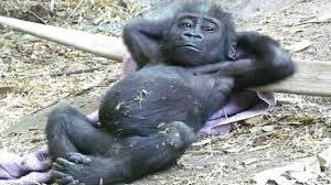 Some of these are just coincidental photos which, while funny, are not quite as awesome as photos in which the animals have. Top 10 Funny Animals Behaving Like Humans Try Not To Laugh Challenge Animal Videos Youtube