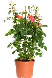 Les rosiers peuvent être vendus en racines nues sans pot. Rosier Buisson Osiria