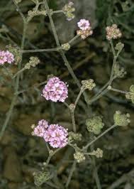 Image result for Boerhavia coccinea