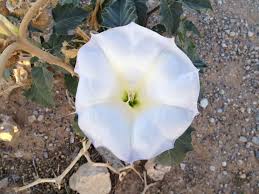 This address can also be written as 5364 cholla cactus avenue, las vegas, nevada 89141. Cactus Joe S Las Vegas Nursery Open Daily 9 Am 2 Pm 702 875 1968 Cactusjoeslasvegas Gmail Com Gov Sisolak Mandates Face Coverings In Public