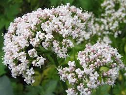 Jul 02, 2021 · v. 11 Vibrant Flowers That Start With V