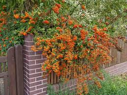 Image result for Pyracantha coccinea red column