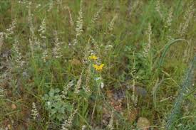 Image result for Cleome angustifolia