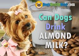 Can Dogs Drink Almond Milk Is Almond Milk Safe For Dogs Dog S Health