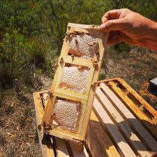 Pin Auf Bienen