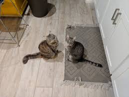 Being carnivores, cats benefit from eggs' protein and amino acids. Cat Feeder Jon Makes