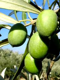 Varietà rustica e resiste bene alle principali avversità climatiche. Ulivo Carolea Vendita Online Ilpiantonaio It