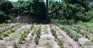 Aloe Vera Plantation Care For Natural Foundation