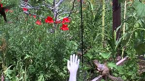 Bird Bouncing Golf Ball On Concrete Slippery Squirrel Vaseline Als Schutz Vor Futterdieben Vogelfutterstation Eichhornchen Nisthilfen