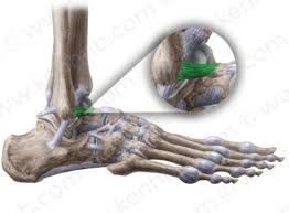 Ligamenten Enkel Voet Blok B Flashcards Quizlet