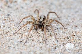 Image result for wolf spider bite skin