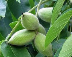 Cinerea is a deciduous tree growing to 20 m (66 ft) tall, rarely 40 m (130 ft). Juglans Cinerea Butternut Only Foods