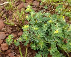 Image result for Cyclocarpa