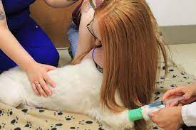The cost of dog home euthanasia, on the other hand, depends largely on each individual dog/dog owner's specific requirements. How Much Does It Cost To Euthanize A Dog