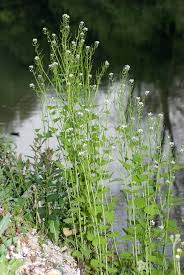 Edible flowers are flowers that can be consumed safely. Alliaria Petiolata Wikipedia