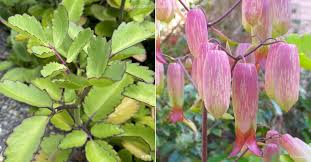 Image result for Kalanchoe pinnata