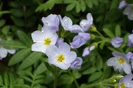 Image result for Polemoniaceae