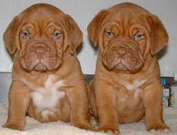 Puppy Mastiffs Jpg 500 383 Mastiff Puppies French Mastiff Dog French Mastiff