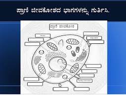 Maybe you would like to learn more about one of these? Edu Help Ppt On Cell In Kannada