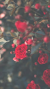 Maybe you would like to learn more about one of these? Rose Iphone Wallpapers Wallpaper Cave