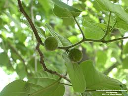 Image result for Broussonetia papyrifera
