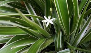 Image result for Chlorophytum nubicum