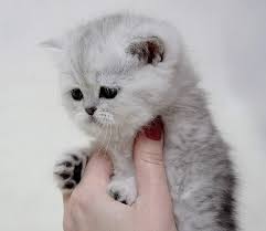Salah satu jenis kucing yang sangat sering dijadikan sebagai binatang peliharaan adalah kucing jenis persia. Persian Cat 1080p 2k 4k 5k Hd Wallpapers Free Download Wallpaper Flare