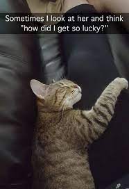 42 Funny Cats To Brighten Up Your Day Cute Funny Animals Cats Cute Animals