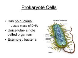 Maybe you would like to learn more about one of these? Chp 7 Cell Theory Parts Ppt Video Online Download