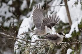 Check spelling or type a new query. Oh Canada The Canada Jay Gets Its Name Back In Time For The Holiday U Of G News