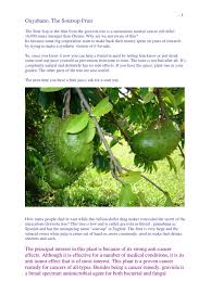 The pulp of the fruit is popular in juices. Guyabano Soursop Fruit Chemotherapy Cancer