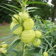 Image result for Gomphocarpus physocarpus