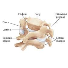 The ravens also have the alchemical symbol for antimony burned into their back. Anatomy Of The Spine Globus Medical