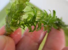 アナカリスをメダカに与えた結果 溶ける 次々と消えていった古茎と ゆっくりと育つ新芽
