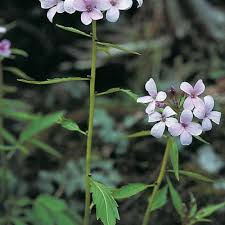 Image result for Cardamine obliqua
