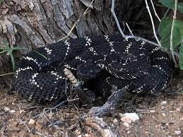 Arizona Black Rattlesnake Crotalus Cerberus Cute Animals Rattlesnake Animals