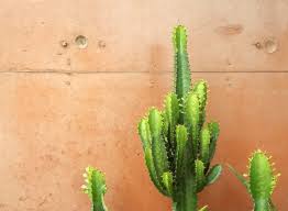 List of all the cactus blossoms tour dates, concerts, support acts, reviews and venue info. Best Summer Chamber Music Festivals In The World 2019 Dandelion Chandelier