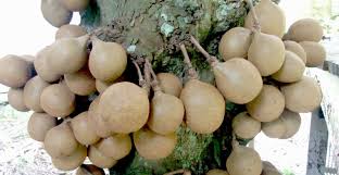 Santol or wild mangosteen is one of my staple fruits. Kepel Fruit Fruits In The World