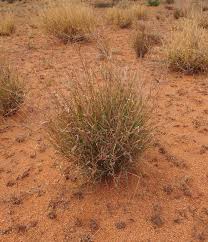 Image result for Enteropogon prieurii
