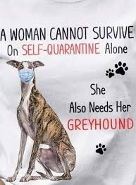 Pin By Lesley Phillips On Greyhounds Humour In 2020 Greyhound Grey Hound Dog Whippet Puppies