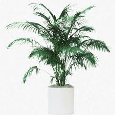 Image result for Howea