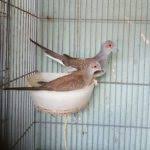 Suara tekukur kelantan gacor mp3 duration 21:52 size 50.05 mb / tv mas aji 1. Tekukur Kuk Telu Naik Pamor Harian Merapi