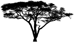 Vector silhouette of acacia tree. Acacia Tree Silhouette Permaclipart