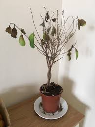 Check spelling or type a new query. Just Got This Ficus Microcarpa Moclame And Two Weeks Later It S Like This Any Ideas I M Not An Experienced Plant Mum Plantclinic