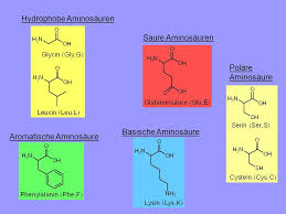 Eine solche reifung ist z.b. Aminosauren Und Proteine Ppt Video Online Herunterladen