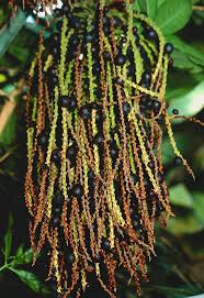 Image result for Caryota urens