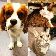 The pet doctors of sherman oaks. The Pet Doctors Of Sherman Oaks 16 Photos 204 Reviews Veterinarians 13756 Ventura Blvd Sherman Oaks Sherman Oaks Ca Phone Number