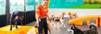 Leashes, harnesses, and collars for any size or type of pup; Events Dogtopia Of Denver Tech Center