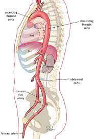 I teach human anatomy and do a bunch of other things in my life. The Aorta What Is It The Anatomy Images