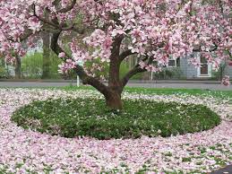 Mountain Mermaid Pinks For Saturday Magnolia Tree Landscaping Japanese Magnolia Trees For Front Yard